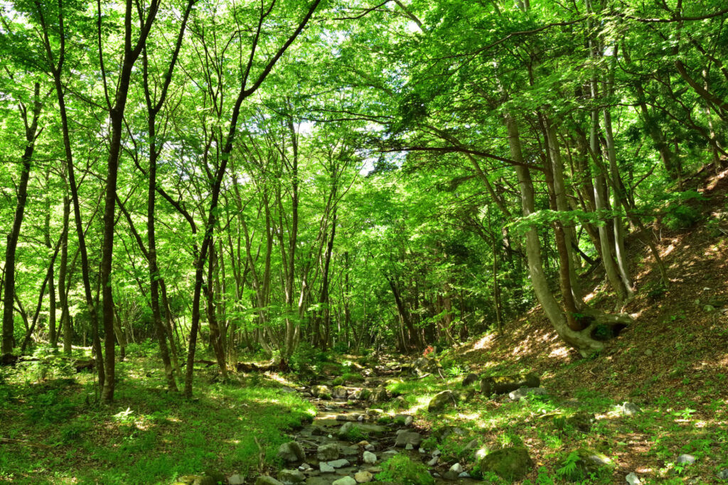 那須塩原の森林風景
