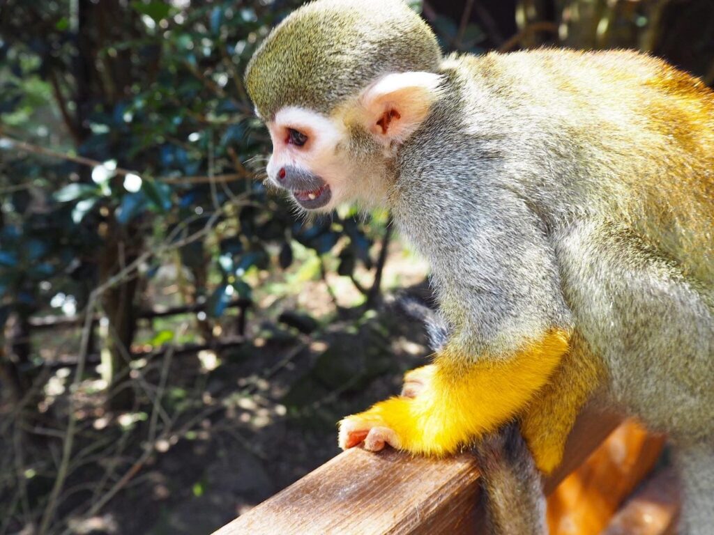 長崎バイオパークのリスザル 