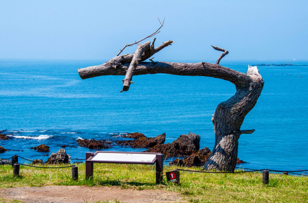 気仙沼 観光 モデル コース_龍の松