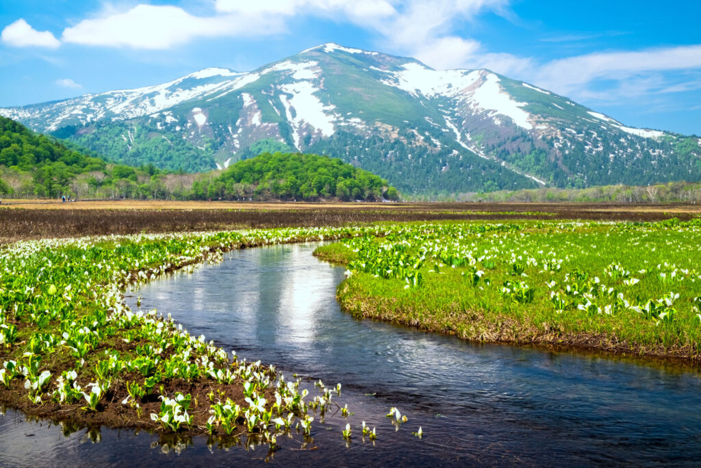 至仏山と水芭蕉が美しい尾瀬