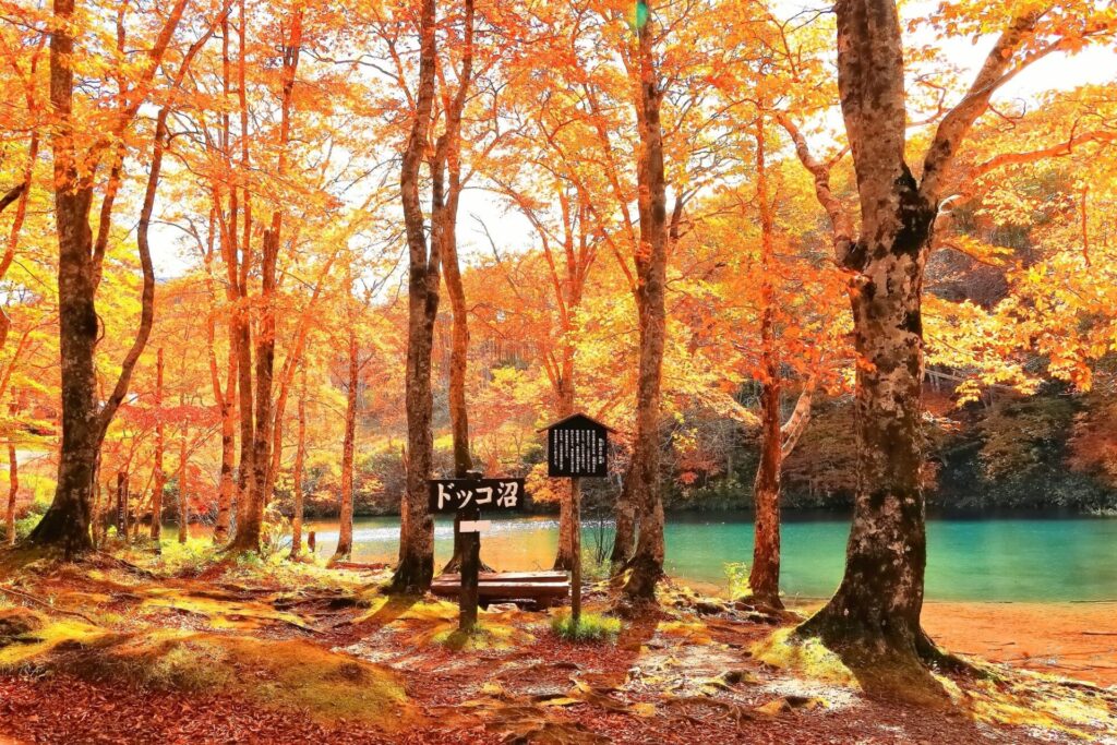 山形の秋のドッコ沼