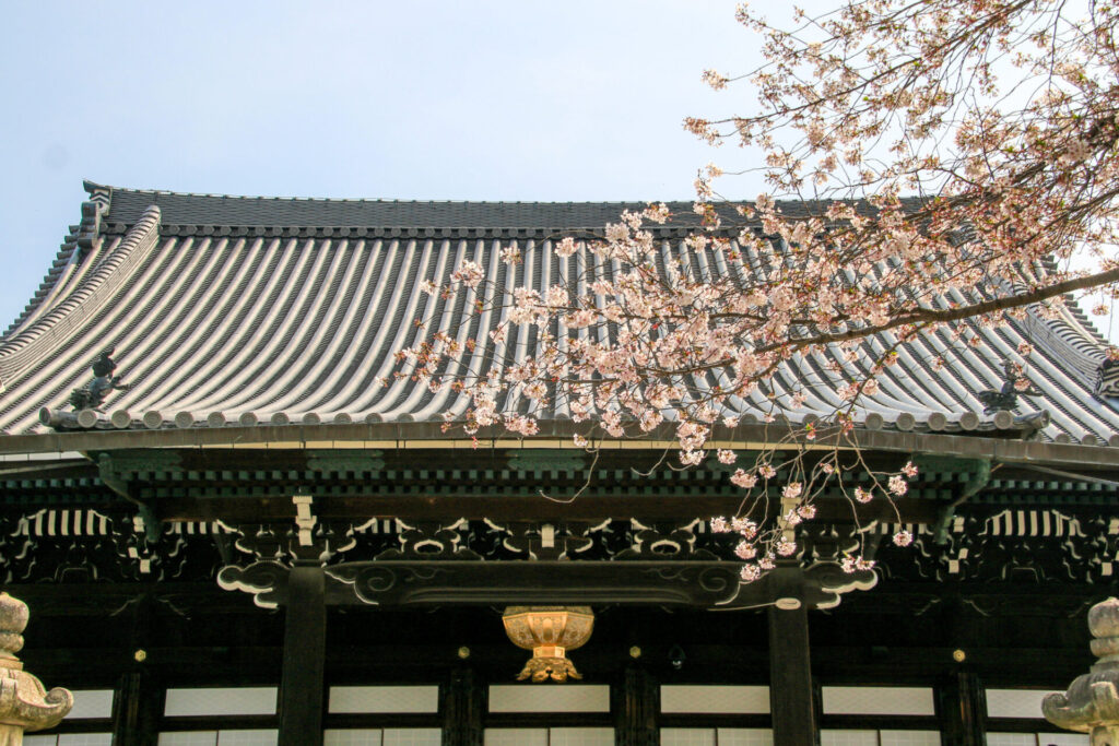 西本願寺と桜