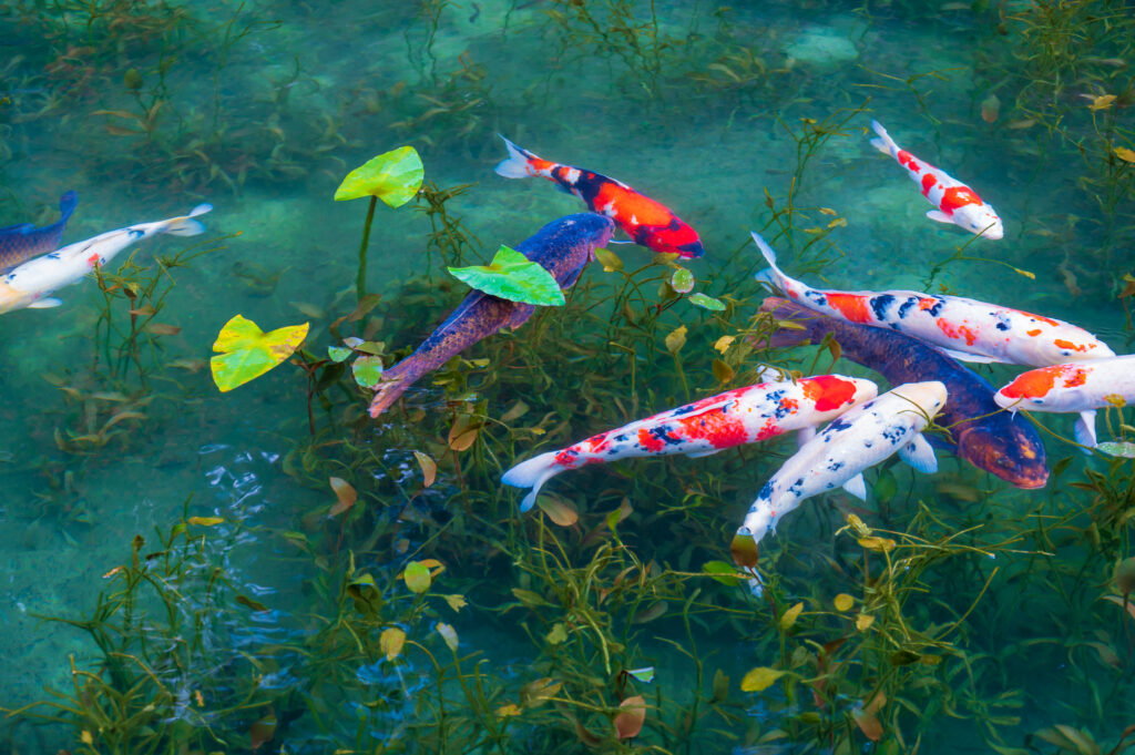 モネの池の鯉
