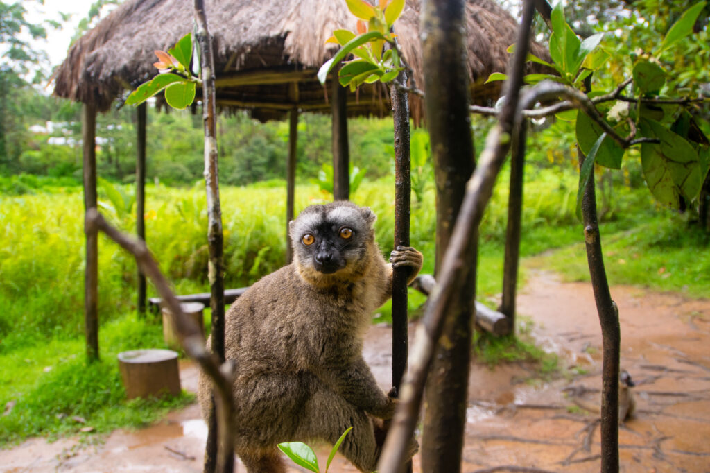 レミュールアイランド
