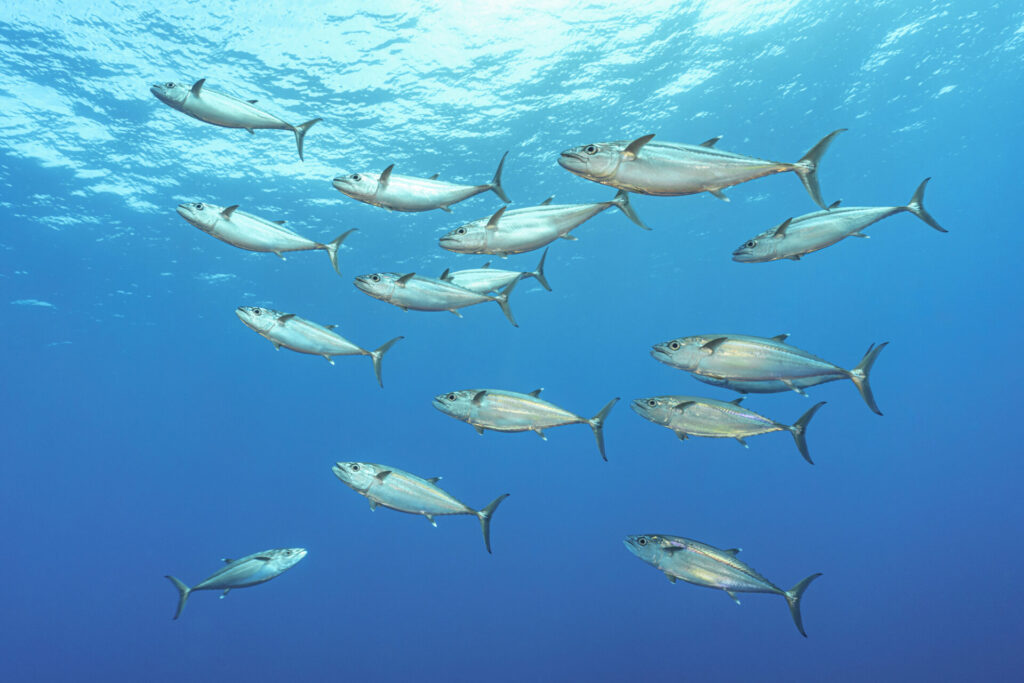 沖縄で楽しめるトロピカルフィッシング