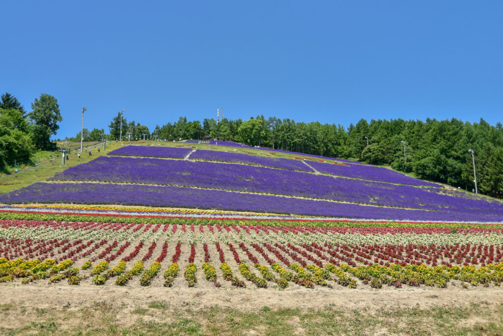 午前: 北星山ラベンダー園を訪れる