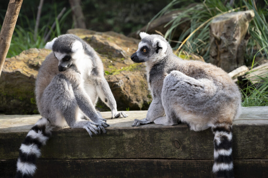 ロンドン動物園：動物とのふれあい