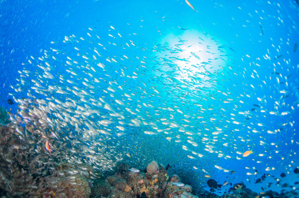 シュノーケリングにおすすめのハワイビーチ