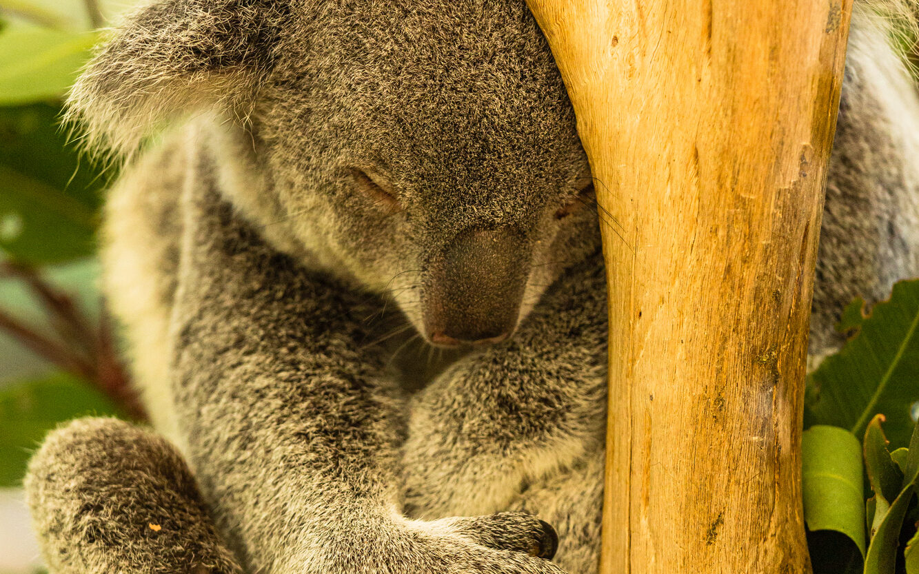 ローン パイン コアラ サンクチュアリ