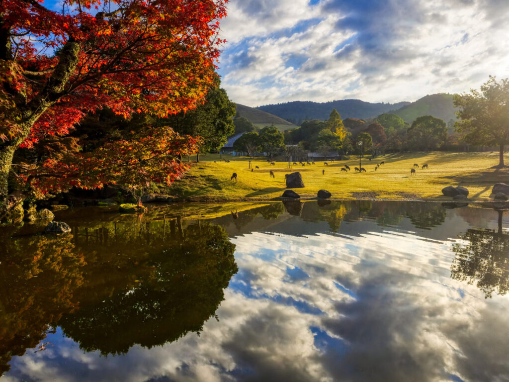 奈良の紅葉の景色
