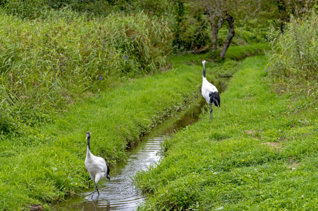 丹頂鶴自然公園