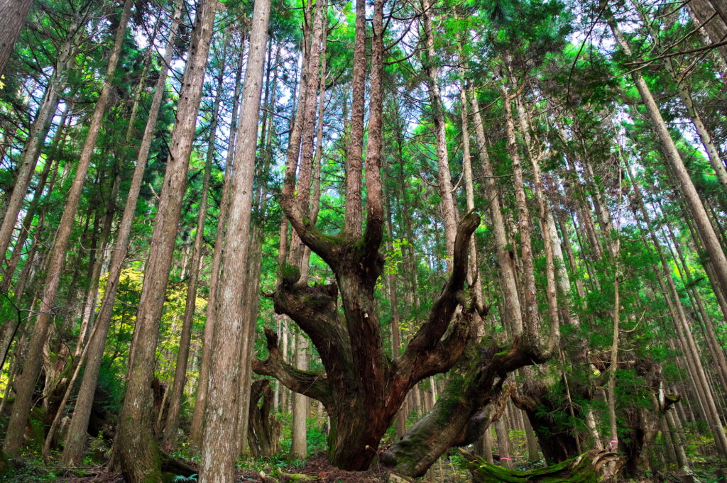 21世紀の森公園の風景