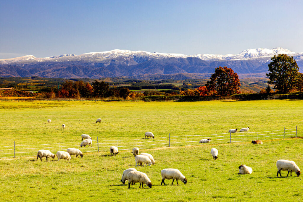 夕方: ひつじの丘でジンギスカン