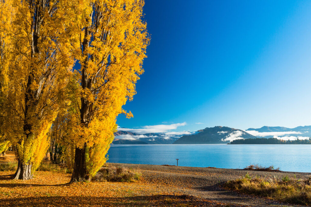 ニュージーランド旅行の基本情報