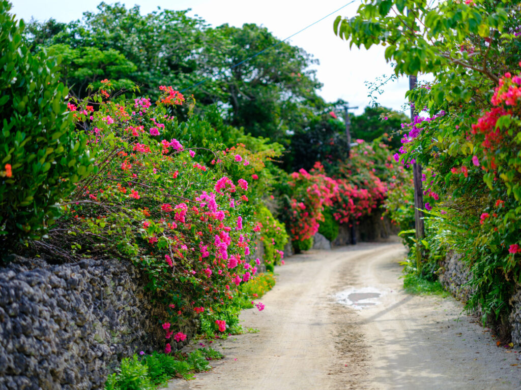 竹富島のブーゲンビリア 