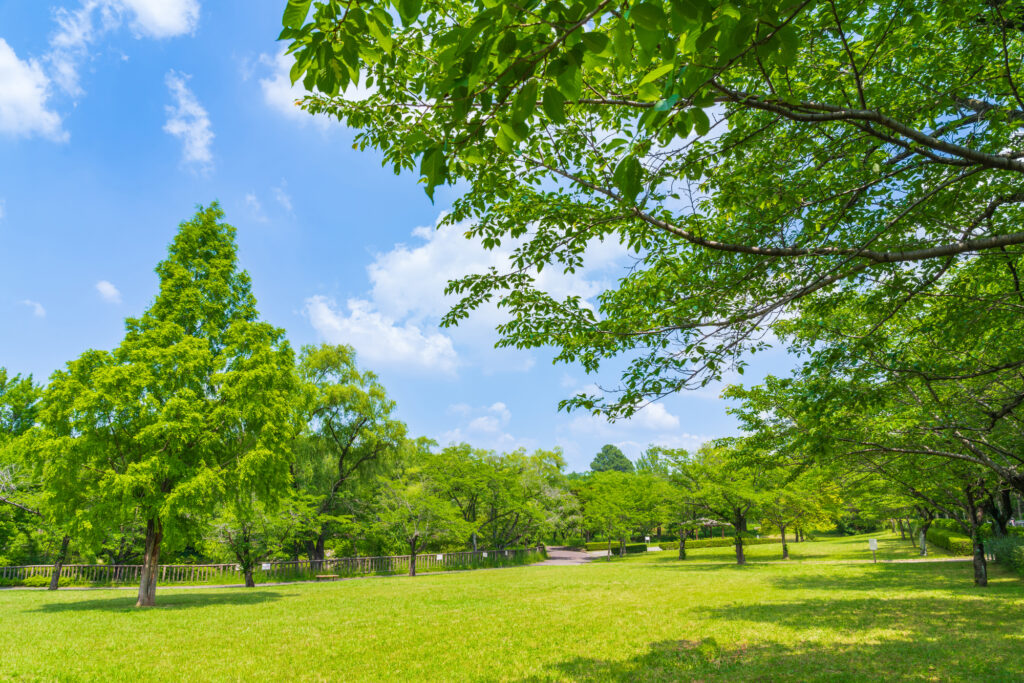 リラックスできる自然公園の風景