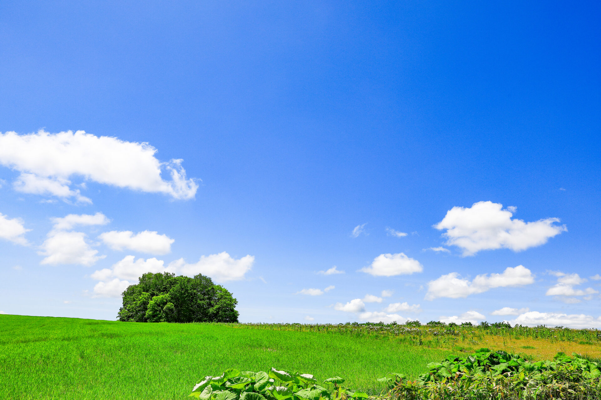 北海道 美瑛 富良野 モデル コース 1 日