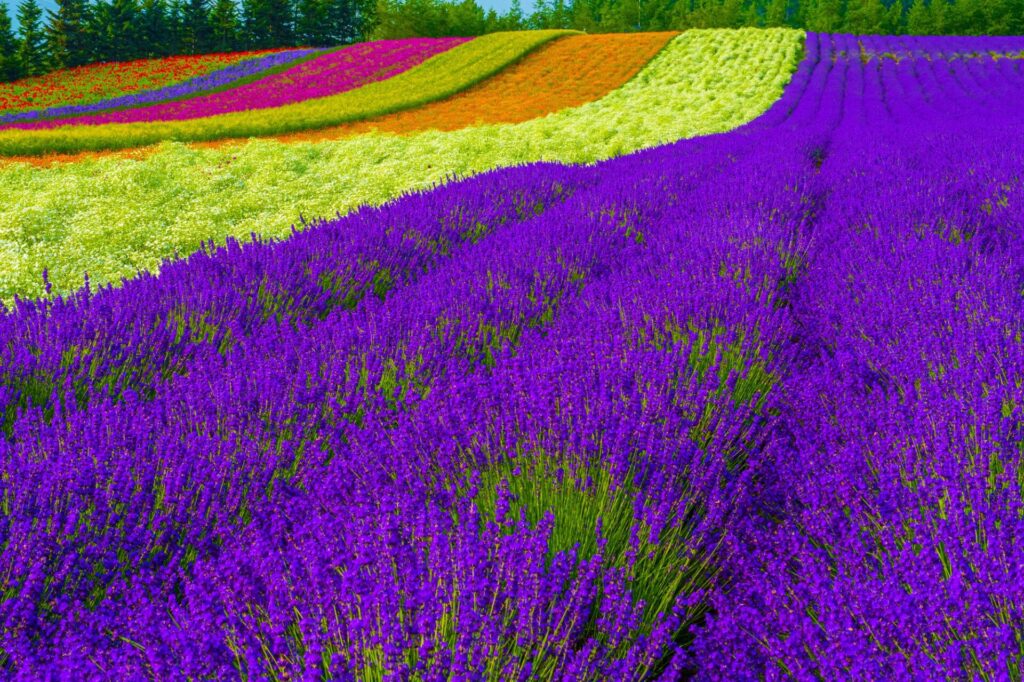 ラベンダーの香りが広がる畑「ファーム富田」