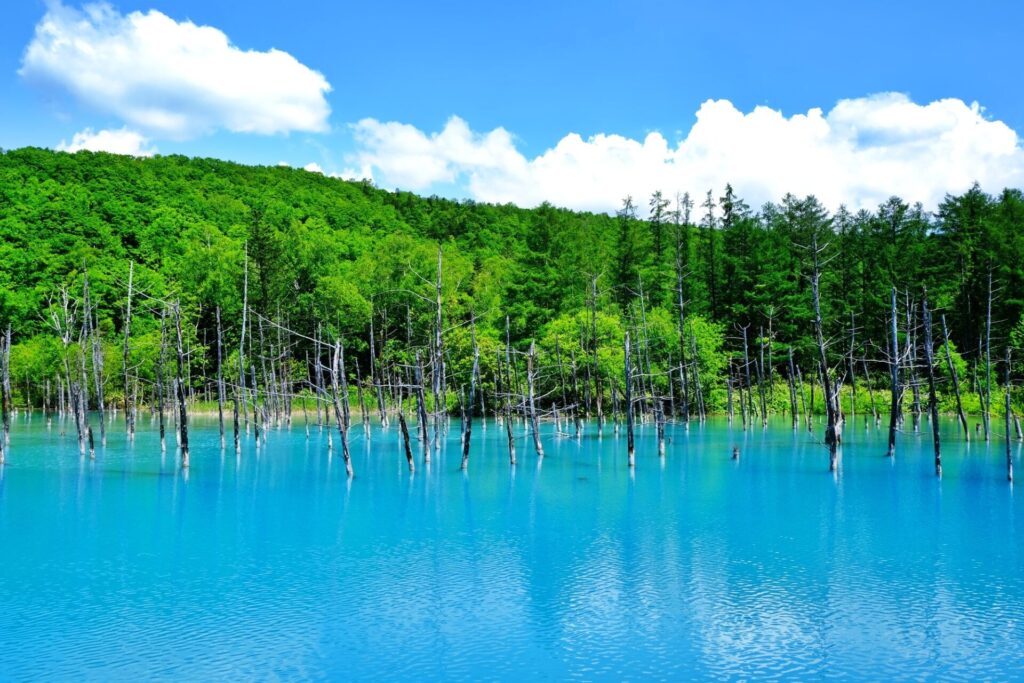 北海道美瑛町の絶景、青い池　