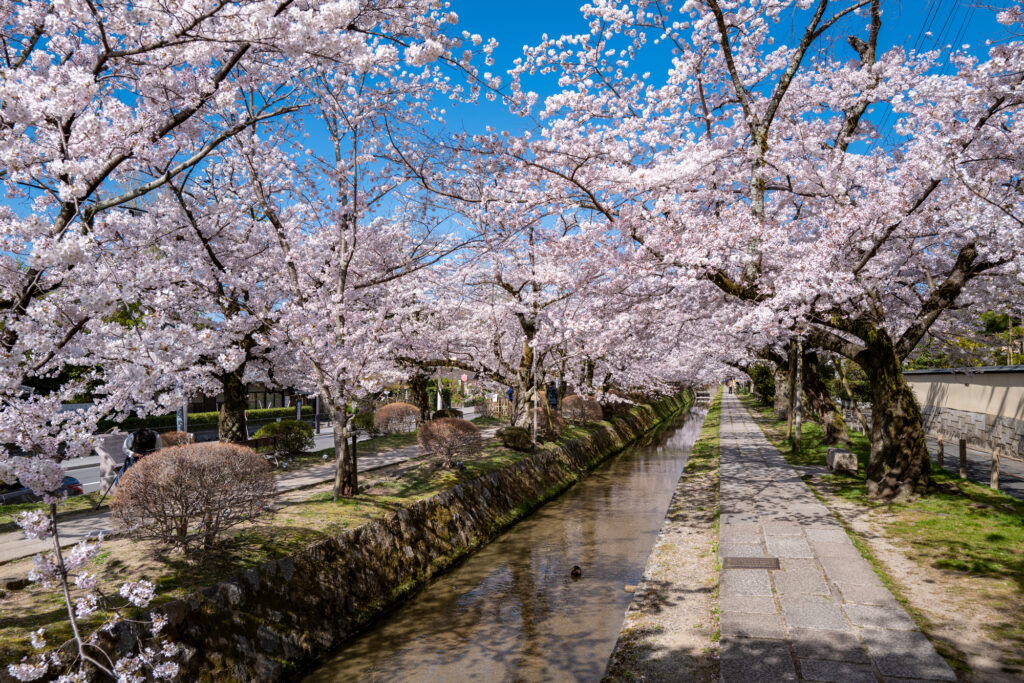 満開の桜と哲学の道