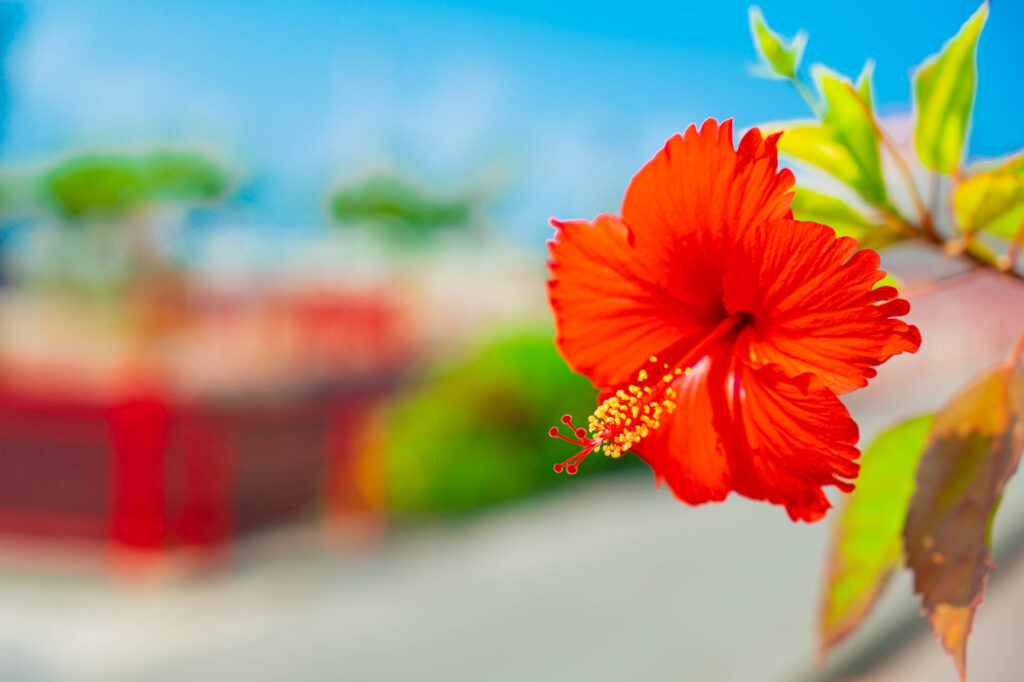 12月・冬の沖縄観光におすすめのスポット15