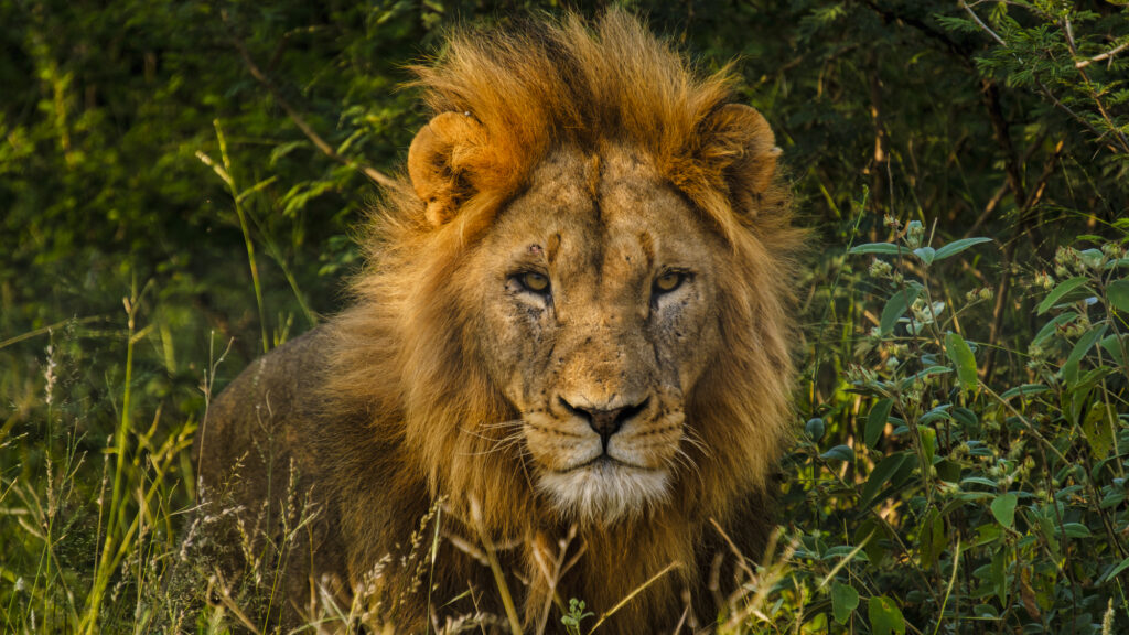 南アフリカのサファリ