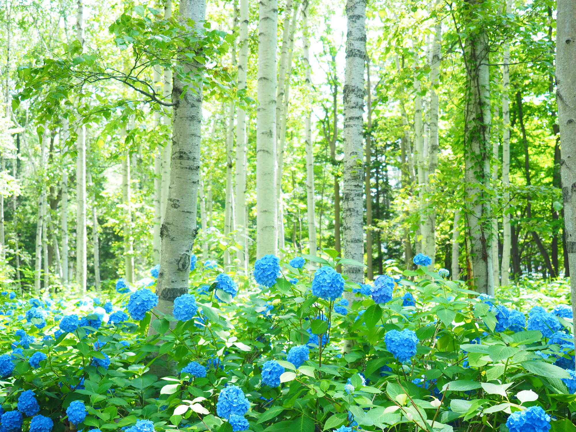 夏の北海道を楽しむ