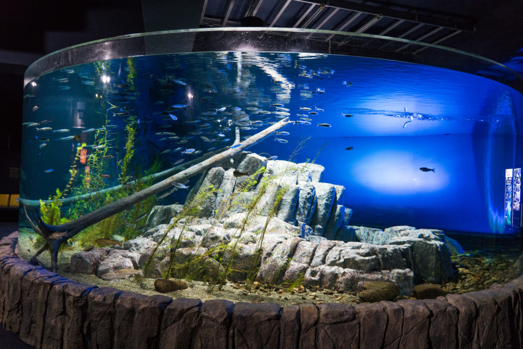 夕方: 千歳水族館で海洋生物観察