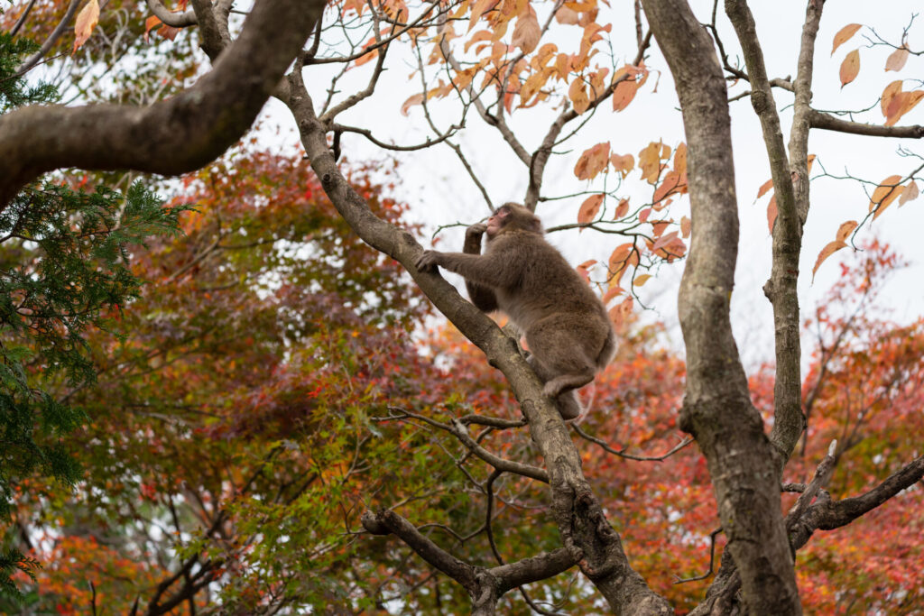 紅葉とサル