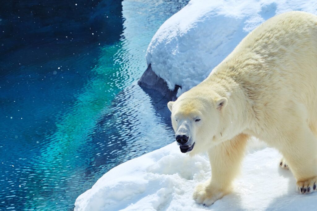 午前: 札幌市円山動物園
