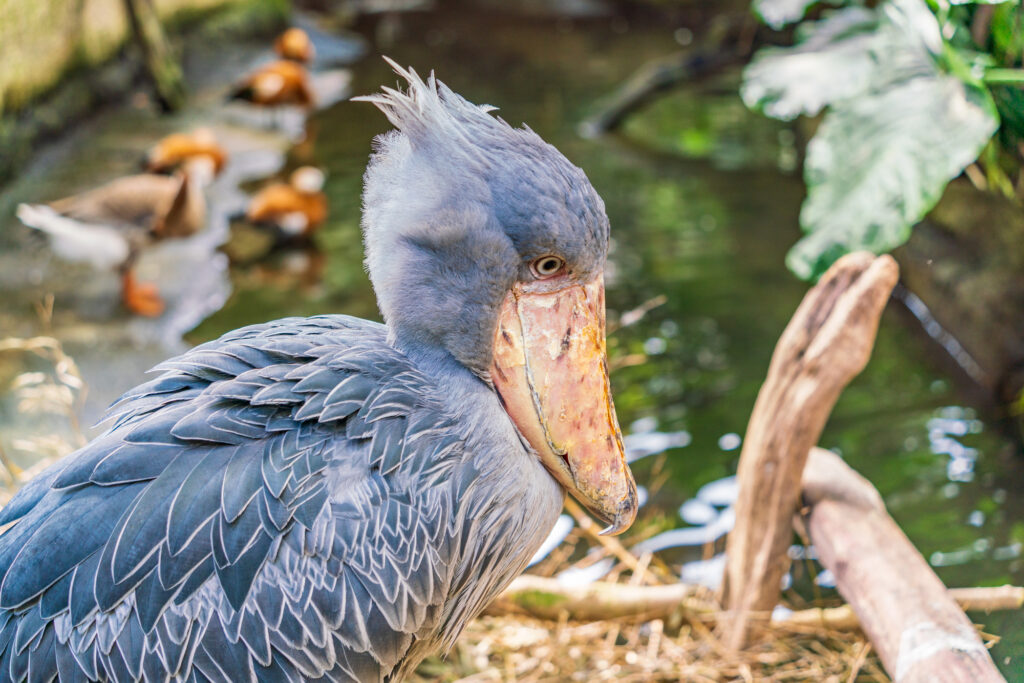 午前: 那須どうぶつ王国で動物と触れ合う