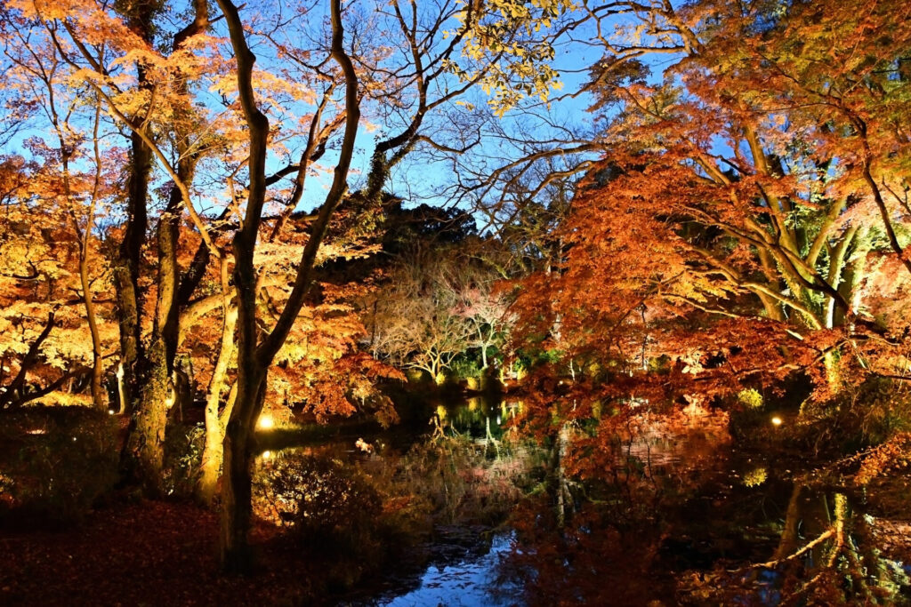 京都府立植物園の紅葉ライトアップ
