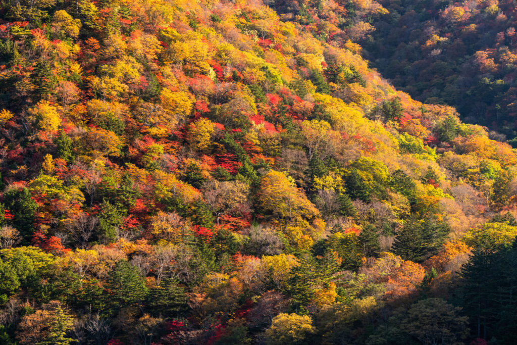 秋の奥日光