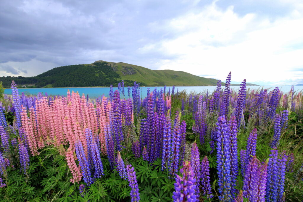 ニュージーランド旅行の費用を安く抑える方法