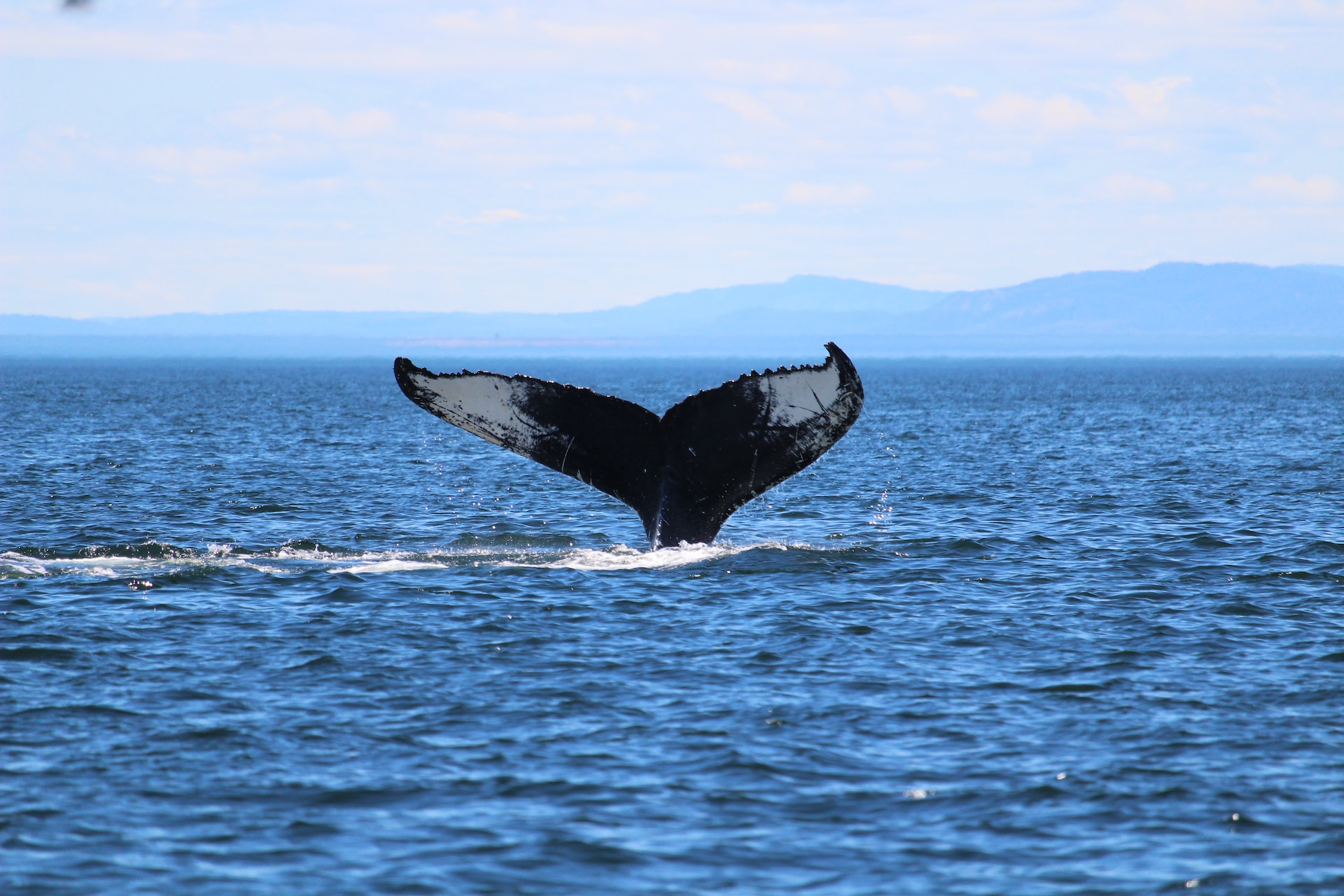 小笠原諸島のクジラ観察ガイド！ホエールウォッチングの魅力とツアー 