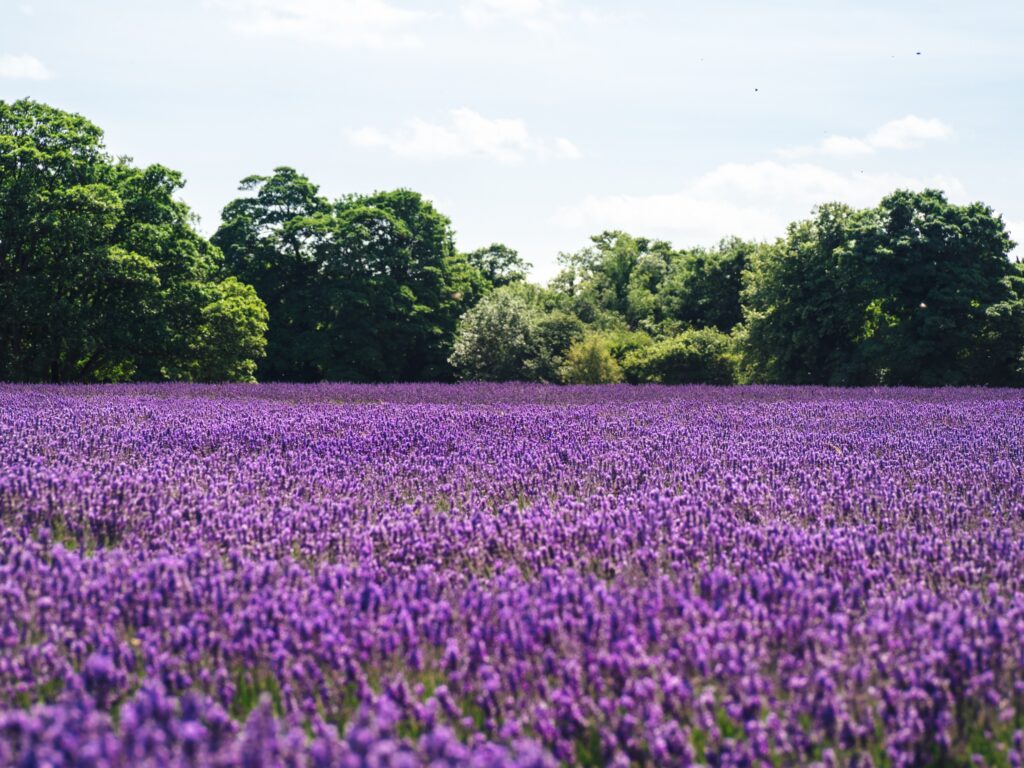 Norfolk Lavender