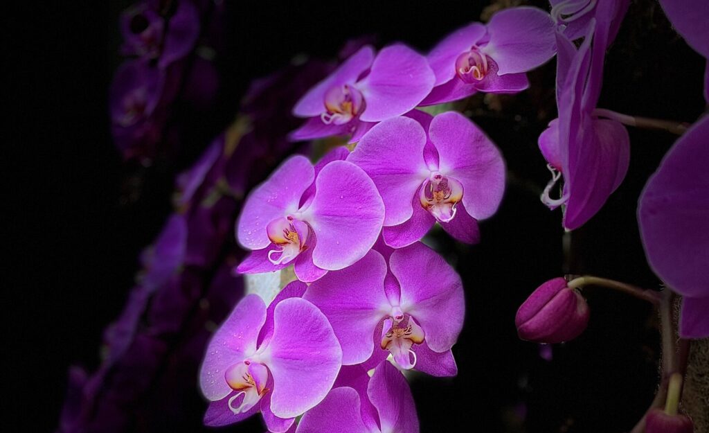 ナショナル・オーキッド・ガーデン