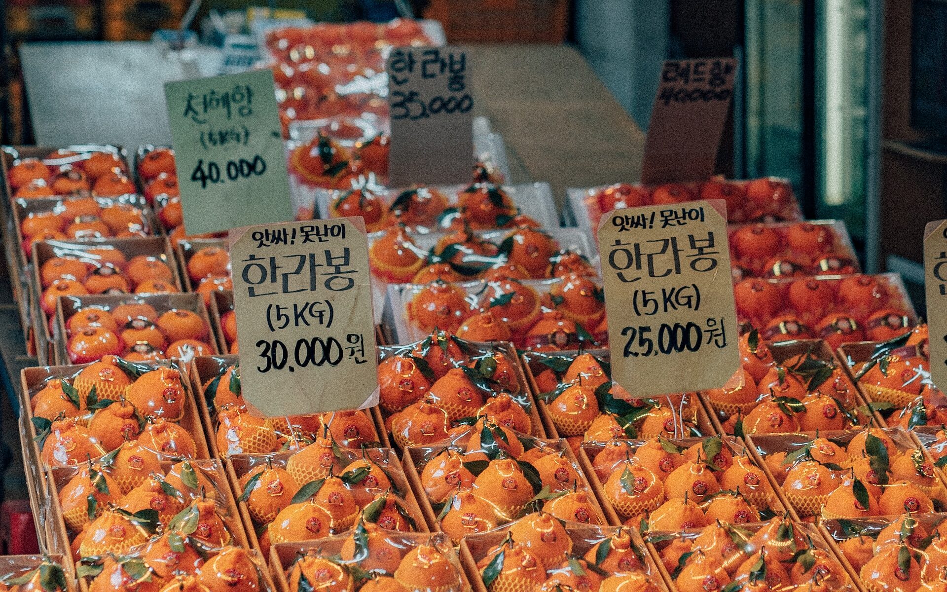 済州島でおすすめの観光ツアー9選!格安のコスパ抜群ツアーも紹介