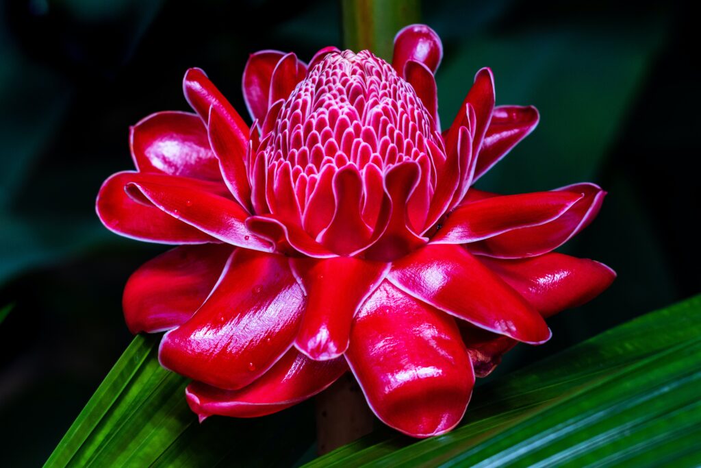 ジンジャー・ガーデン