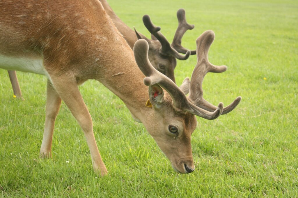 フェニックスパーク