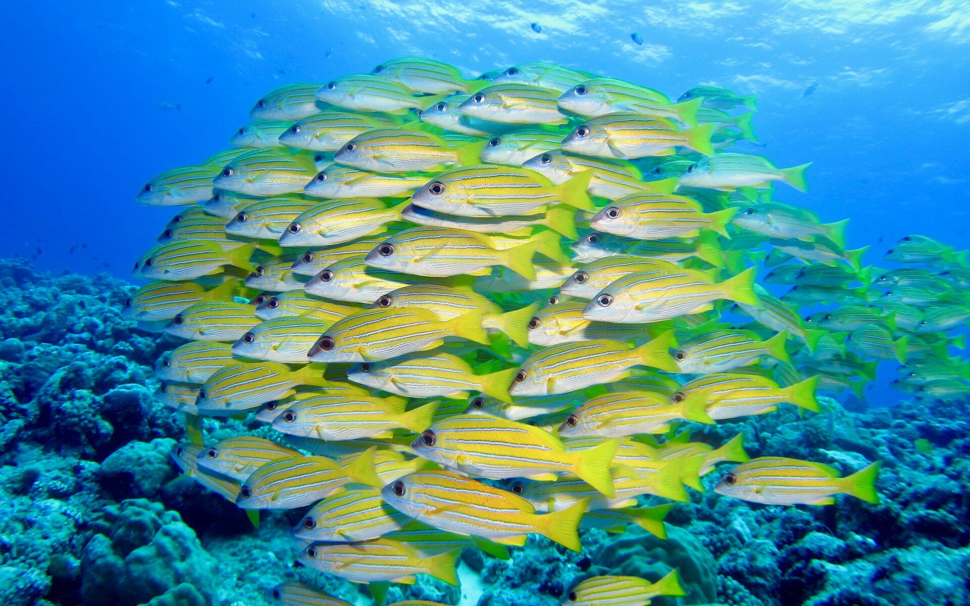 まとめ|パラオで最高の新婚旅行を過ごしましょう