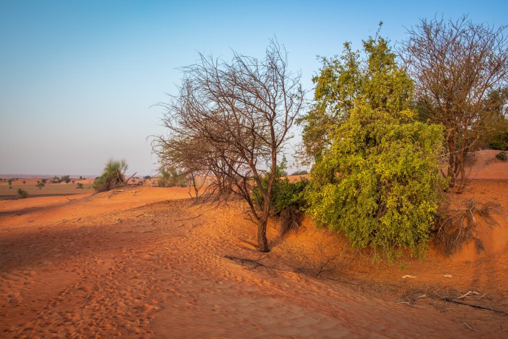 ドバイの自然保護区