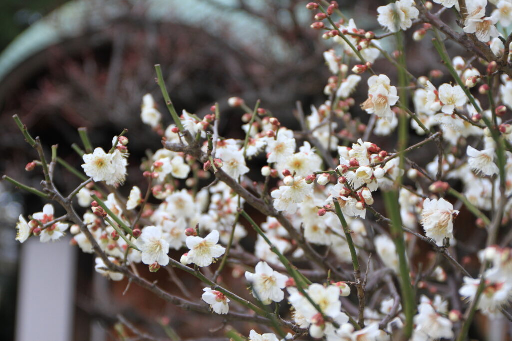 福岡の自然スポット