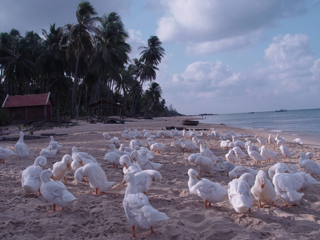 フーコック島の特別体験