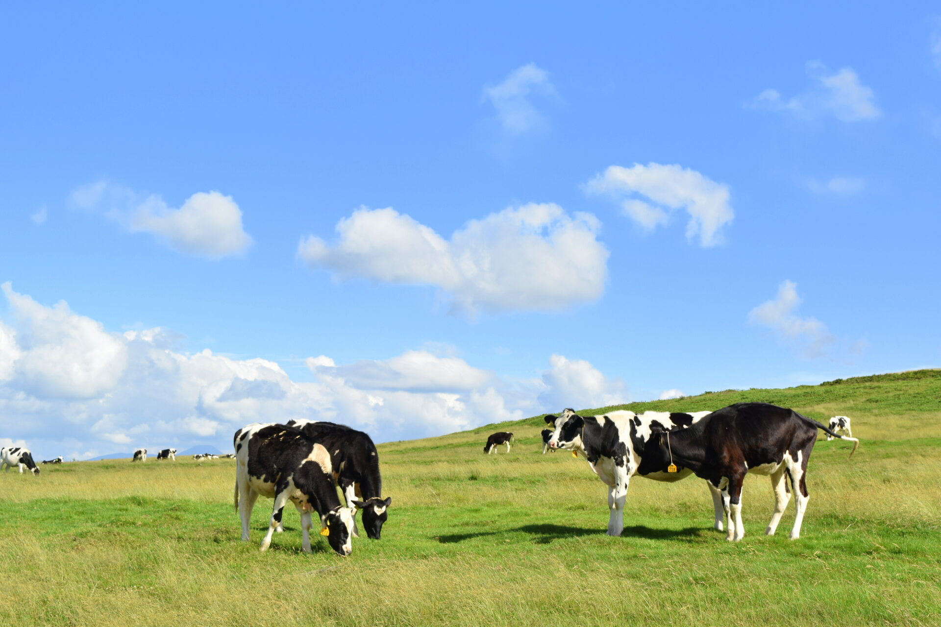 富士山の絶景を眺めるまかいの牧場