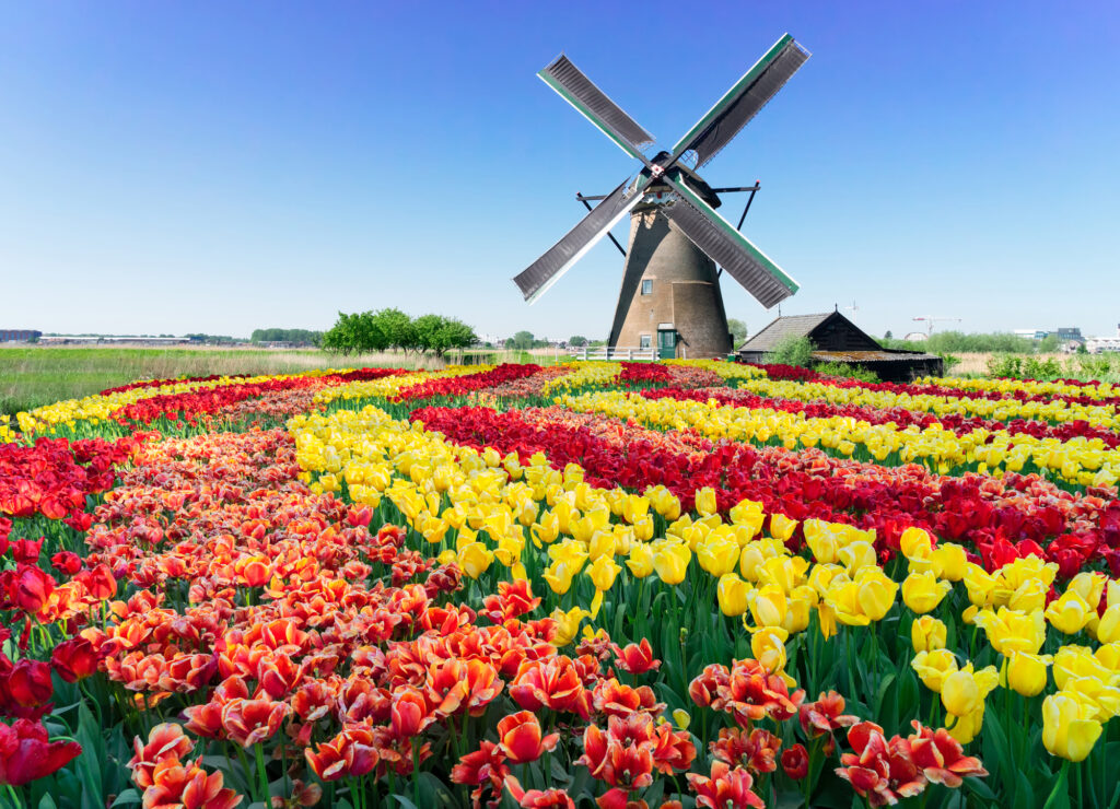 dutch windmill over river waters