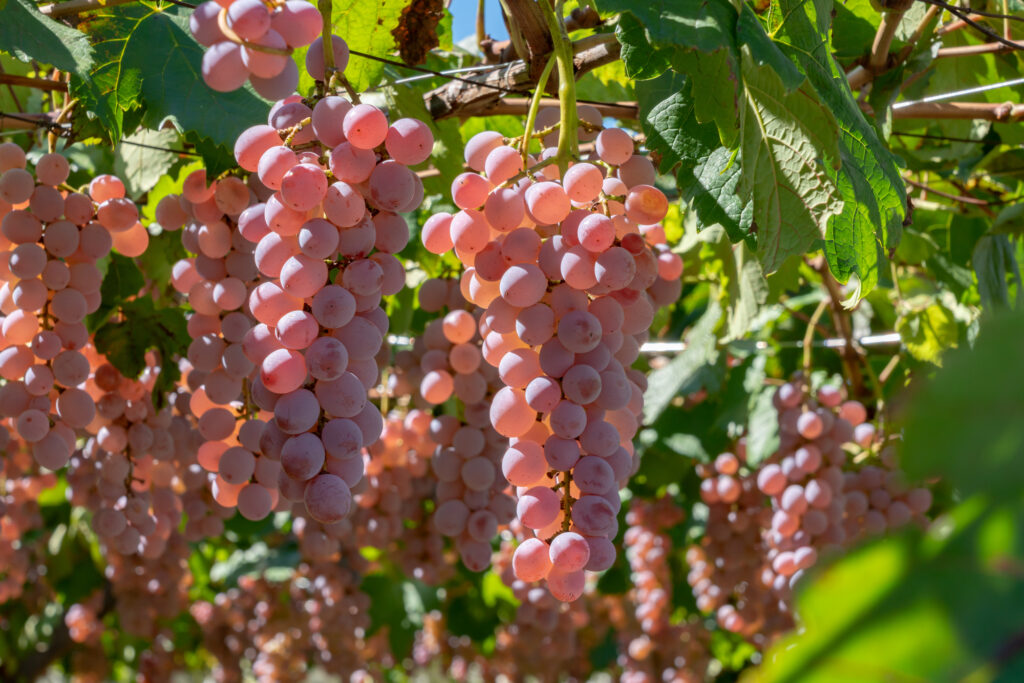 山梨のワイン