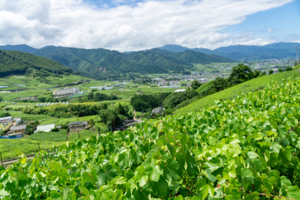 まとめ|日帰りでも思い出たっぷり!山梨で素敵な一日を