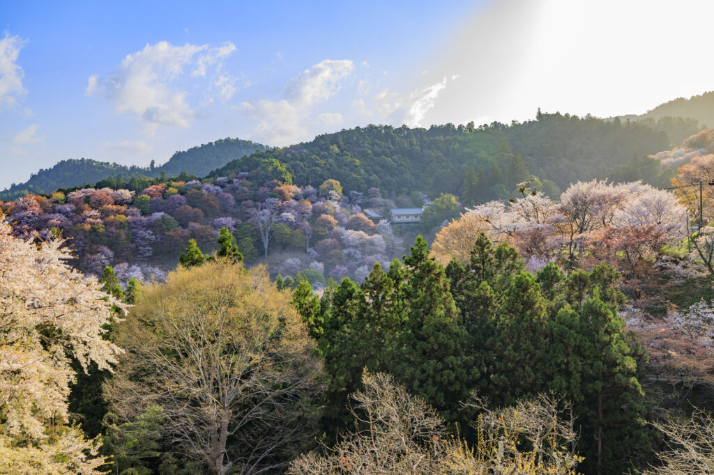 桜満開の世界遺産 早朝の吉野山