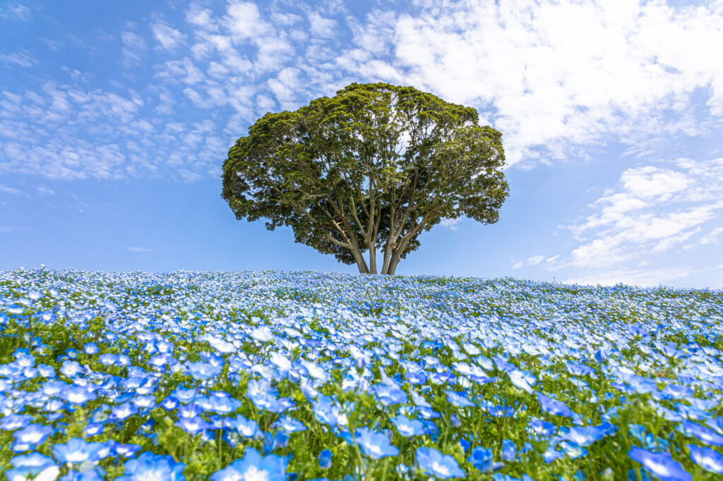 千葉の人気観光スポット